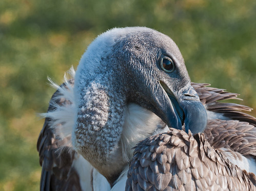 Witruggier ordent zijn veren - White-backed Vulture arranges its feathers by RuudMorijn Recovering from foot surgery....