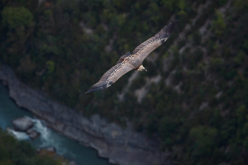 Vulture above the Verdon River