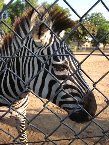 Zebras 0058_2