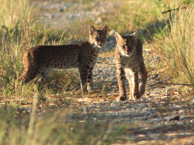 Bobcat cub and adult 5-20111103