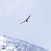 El Calafate - Volo del Condor