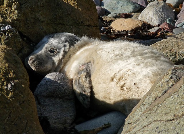 25272 - Seal Pup, Porthlysgi Bay