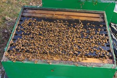 So many bees!