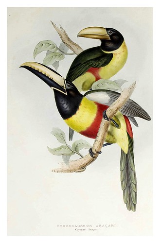 001-Tucan Araçari de Cayena-A monograph of the Ramphastidae or family of Toucans-1834- John Gould