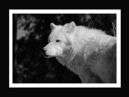 Alaskan Wolf - 001 by myeldiablo