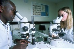 Dissecting ticks to extract parasites at ILRI