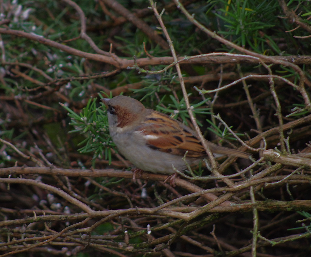 Sparrows 20111028 5