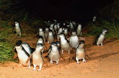 Australia (julianapalermo1986) Tags: island penguin parade phillip