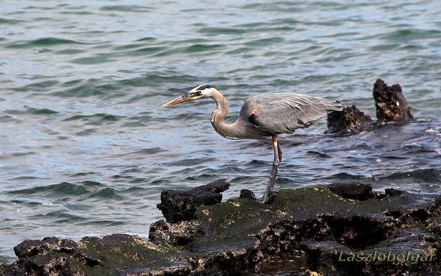 Great Blue Heron on the South Bay of Bartolome Island