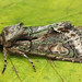 2245 Green-brindled Crescent (Allophyes oxyacanthae)