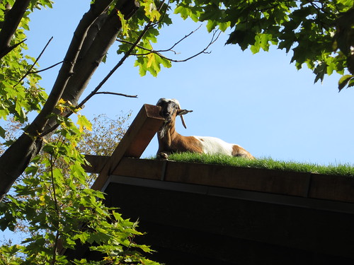 goat basking in the sun
