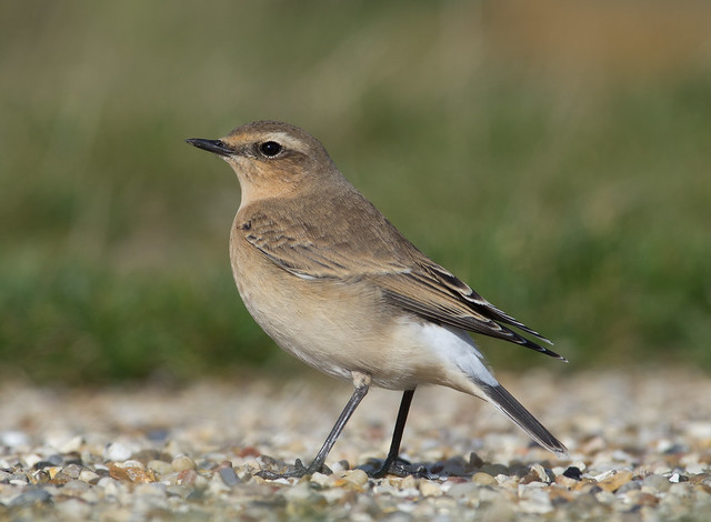wheatear afternoon 300mm on gravel