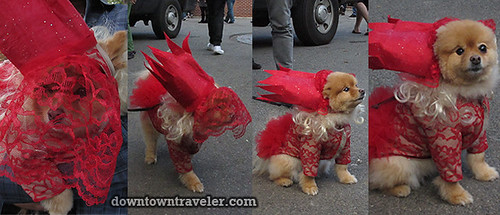 Tompkins Park Halloween Dog Parade_Pomeranian in Lady Gaga costume
