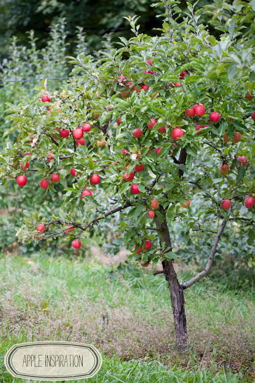 Color Me Pretty: Orchard Inspiration