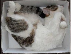 gatti che dormono in una scatola