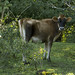 08-22-11: Cow on the AT