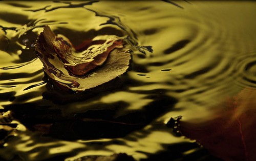Autumn Leaf Falling Into Water (Yellow Version) II