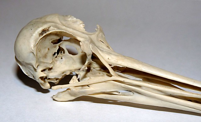 25165 - Oystercatcher Skull