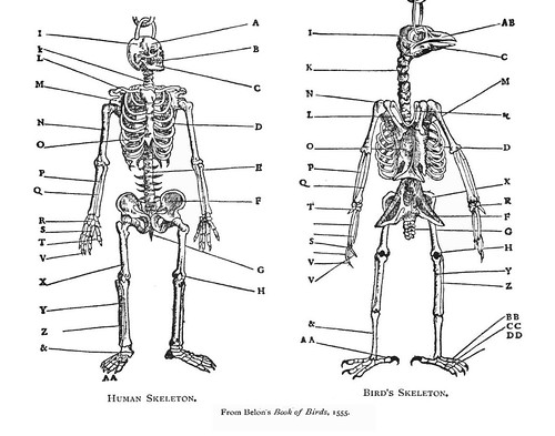 human and bird skeleton drawings side-by-side