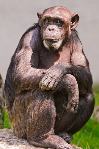  無料写真素材, 動物 , 猿・サル, チンパンジー  