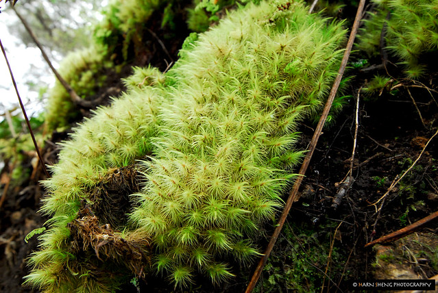Some wild jungle moss