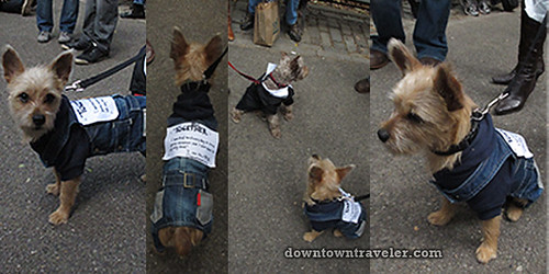 Tompkins Park Halloween Dog Parade_Occupy Wall Street dog costumes