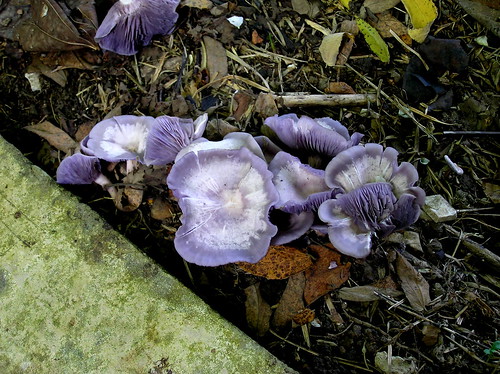 purple fungi