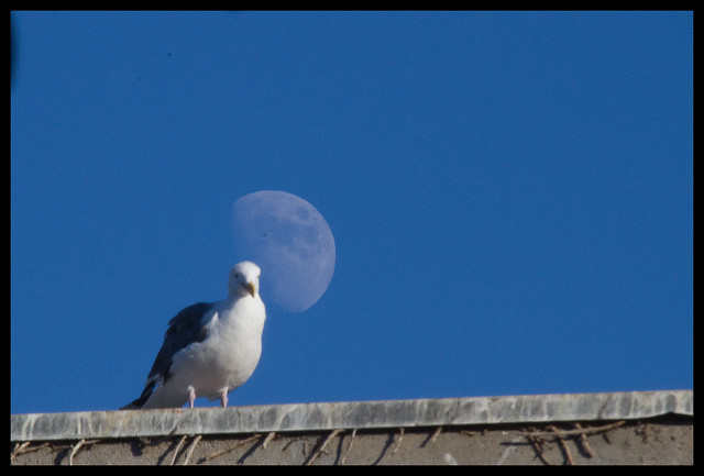 seagull and moon