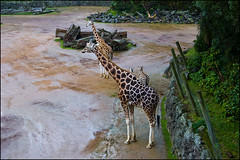 Auckland Zoo - Giraffes and zebras