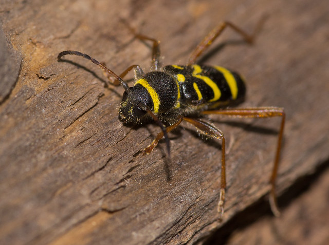 wasp beetle 2