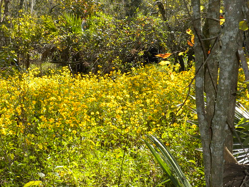 Yellowtop flowers