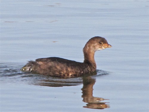 Pied-billed Grebe at White Oak Park in Bloomington, IL 05