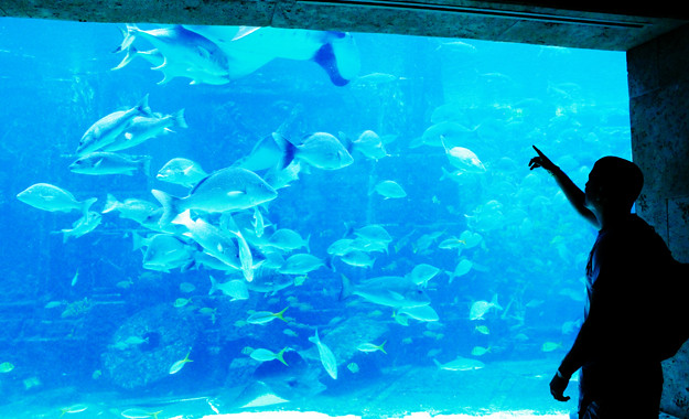 atlantis aquarium-5