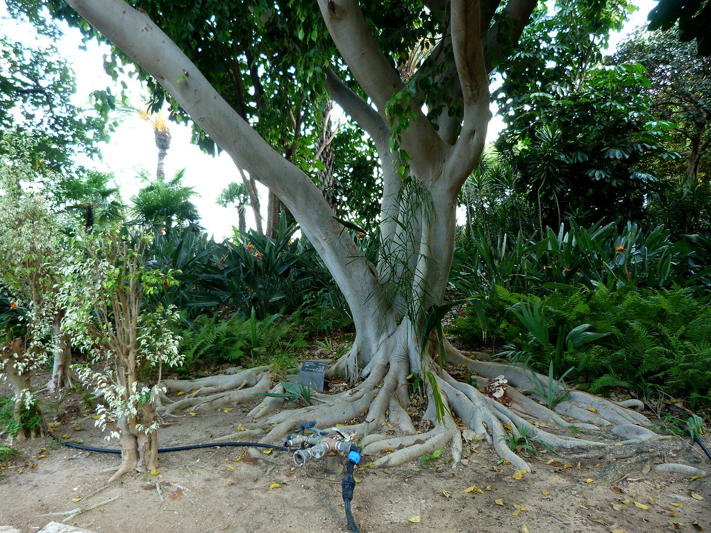 01-10-2011-trees-i-am-a-ficus-benyamina-look-at-my-roots