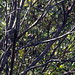 P9244850-1 yellow rumped warbler