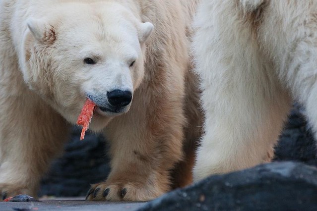 Белые медведи поедают рыбу в зоопарке Праги