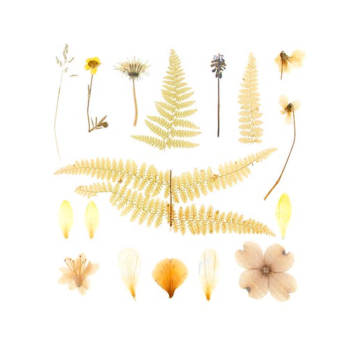 Pressed Flowers by quercus design