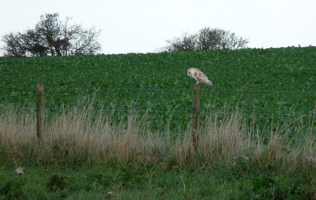 25220 - Barn Owl, Norfolk