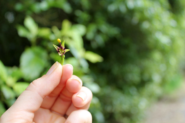 Cute tiny flower