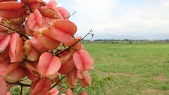 Taiwan Golden-rain Tree: Fruits: Red
