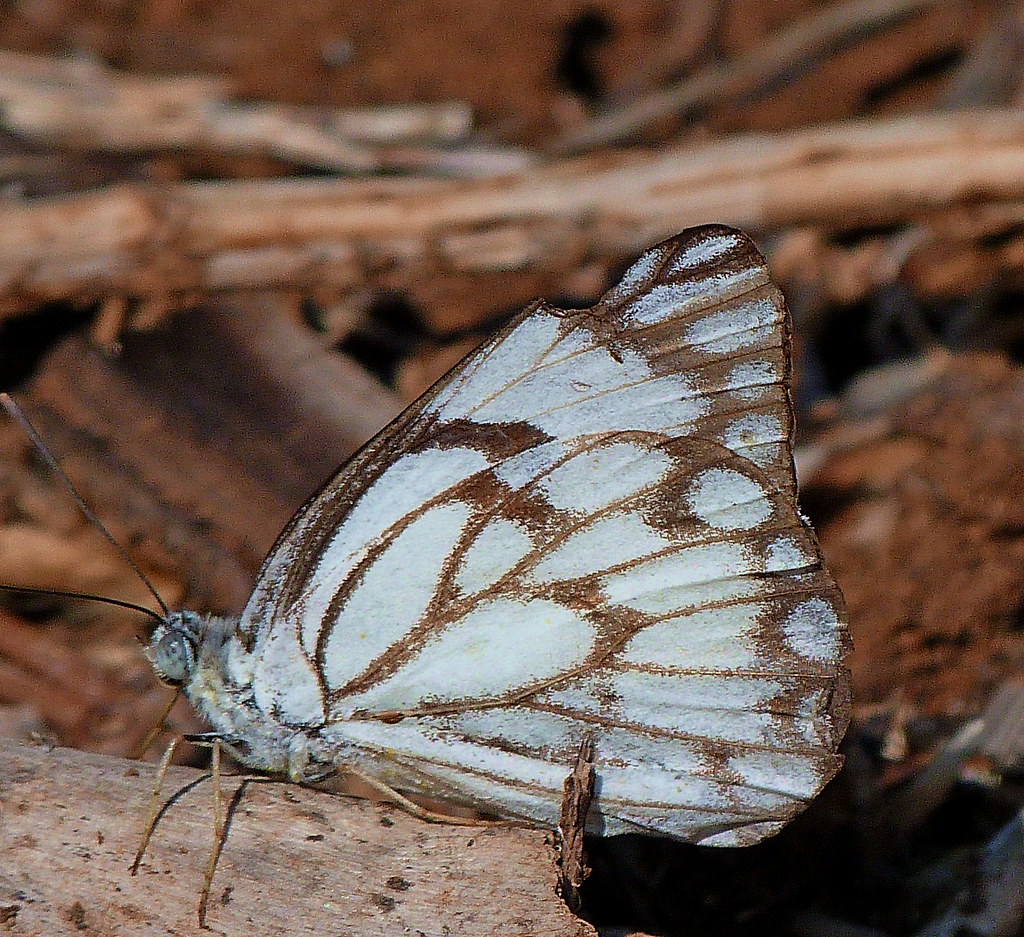 05-11-2011-butterfly