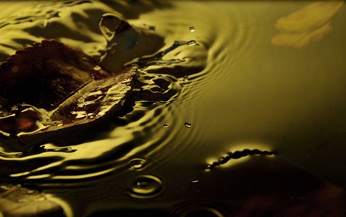 Autumn Leaf Falling Into Water (Yellow Version) 