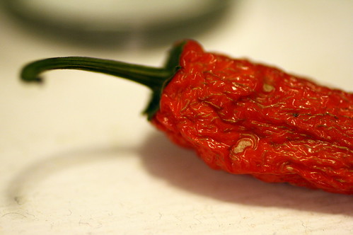 [273/365] Chili Pepper by goaliej54