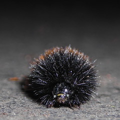 A head-on view of a charging fuzzy-wuzzy caterpiller