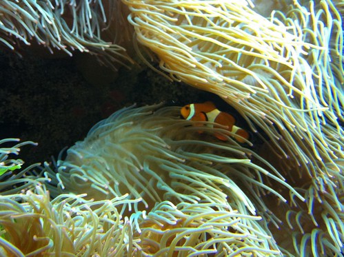 Clown Fish in the Anemone
