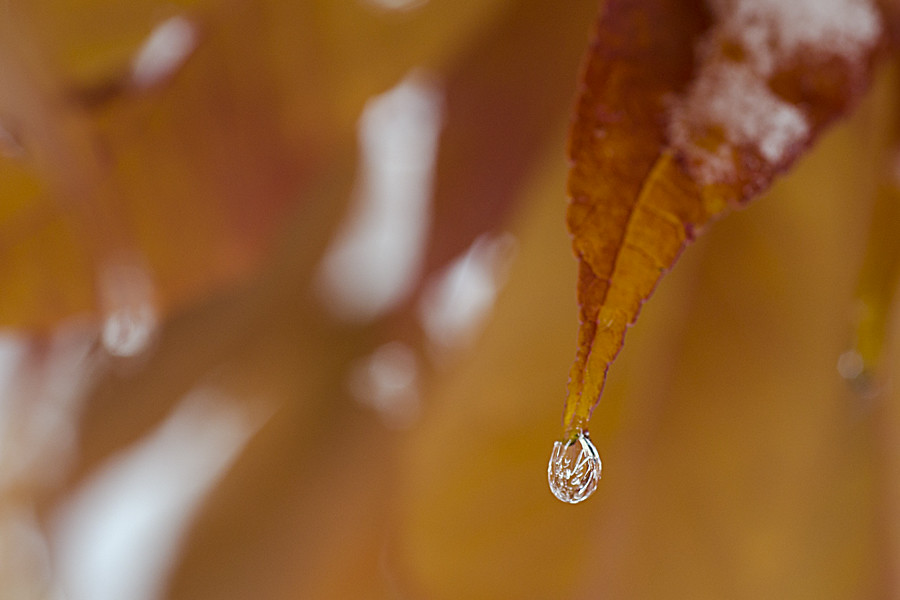 Fall and Winter  (Ice Droplet)