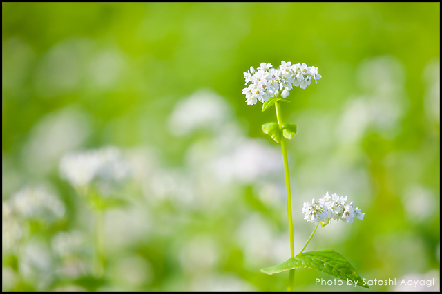 soba flower white