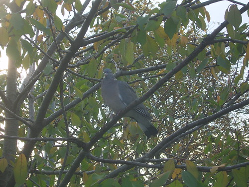 261011 Pigeon in tree at work
