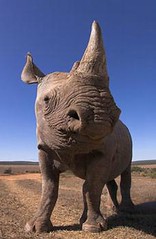 族群受威脅程度達極危(CR)的沙漠黑犀牛(Diceros bicornis bicornis)，南非阿多大象公園。(Mark Carwardine攝影，WWF提供)