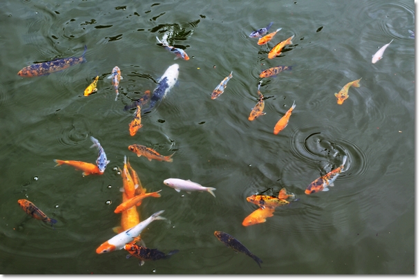 Koi Fishes in the Pond